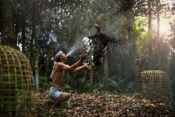 Man Throwing Game Cock by Cages