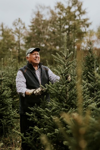 Man trimming a Christmas tree | Free Photo - rawpixel