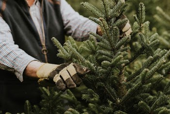 Man trimming a Christmas tree | Free Photo - rawpixel