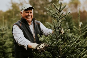 Man trimming a Christmas tree | Free Photo - rawpixel