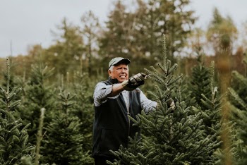 Man trimming a Christmas tree | Free Photo - rawpixel