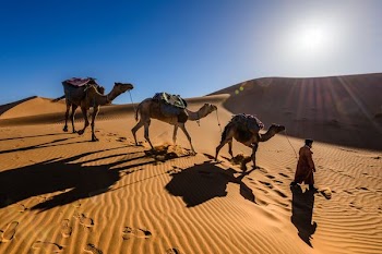 man walking along with camels in desert