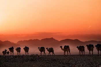 man walking beside parade of camels background of mountain