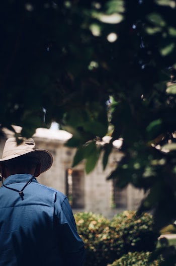 Man Walking Between Hedge Plants