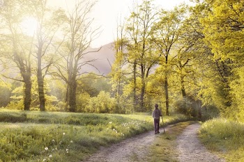Man Walking in the Forest