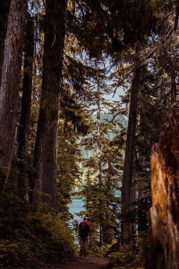 man walking on forest near body of water
