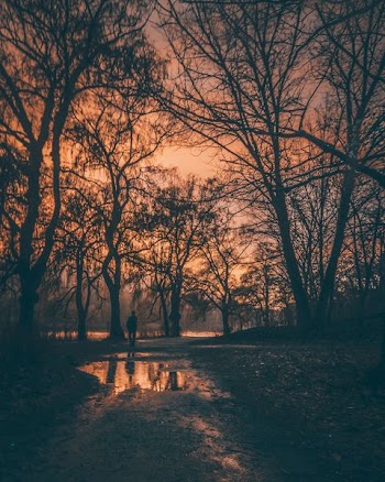 man walking on forest trees during golden hour