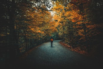 Man Walking on Road With Orange Bag Surrounded by Trees