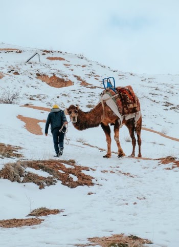 Man Walking on the Snow with Camel · Free Stock Photo