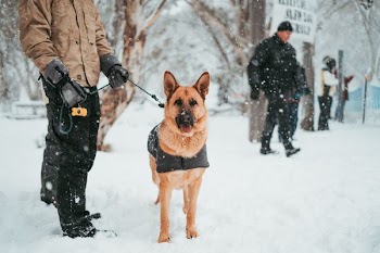 man walking with his dog on snow blizzard