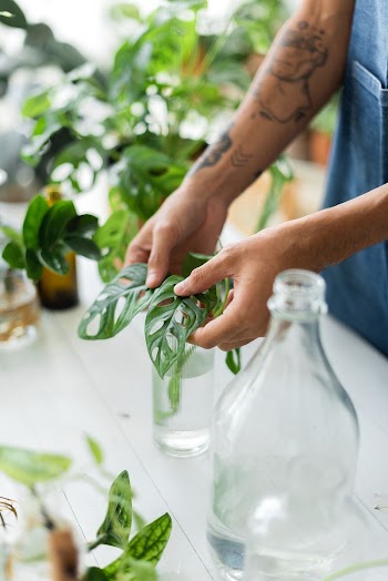 Man water propagating his houseplants | Free stock photo | High Resolution image