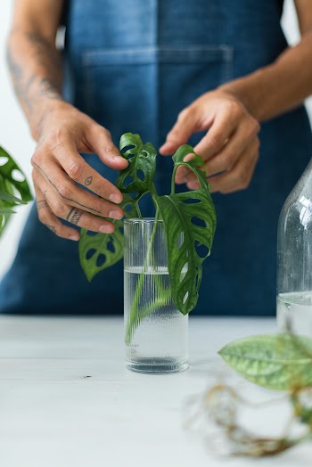 Man water propagating his houseplants | Free stock photo | High Resolution image