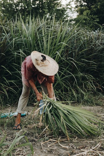 Man Wearing Brown Hat Bending and About to Carry Sugar Cane Plant