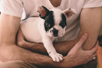 Man with a puppy 2