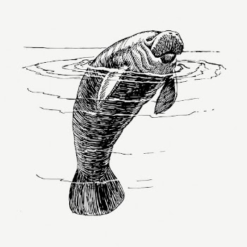 Manatee animal drawing, vintage illustration | Free PSD - rawpixel
