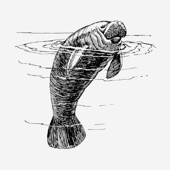 Manatee animal hand drawn illustration. | Free Photo - rawpixel