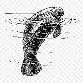 Manatee drawing png animal sticker | Free PNG - rawpixel