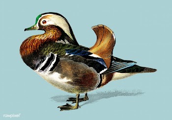 Mandarin duck (Aix galericulata) illustrated .. | Free stock vector - 467631