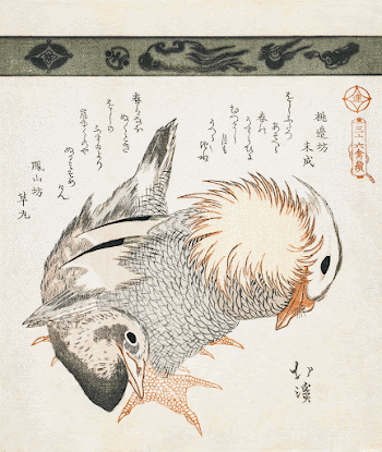 Mandarin duck and drake (1828) | Free Photo Illustration - rawpixel