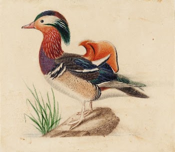 Mandarin duck, male, by Ferdinand | Free Photo - rawpixel