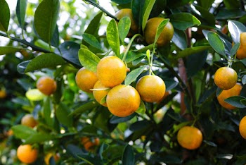 Mandarin Fruit