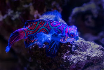 Mandarinfish would have to be one of the most colourful fish in the world. They live in coral reefs in the Pacific ocean.