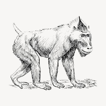 Mandrill monkey hand drawn clipart, | Free Vector - rawpixel