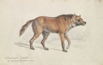 Maned Wolf by Charles Hamilton | Free Photo - rawpixel