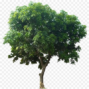 Mangifera indica Fruit tree - Icon Download Tree 