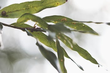 Mango Tree Leaves