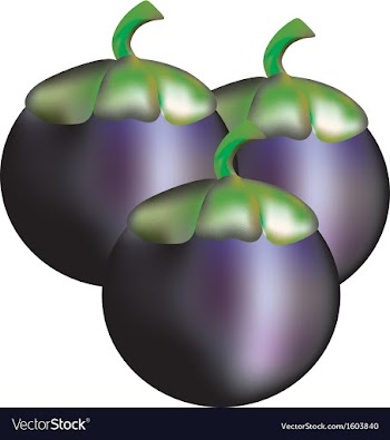  					Mangosteen fruit vector image														