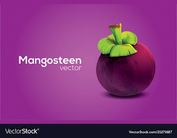 Mangosteen in format vector image