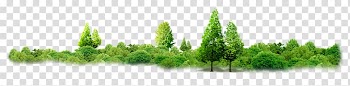 Mangrove Forest Thailand Vegetation, mangrove forest transparent background PNG clipart