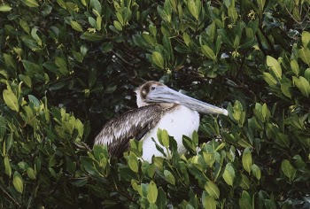 Mangrove Throne