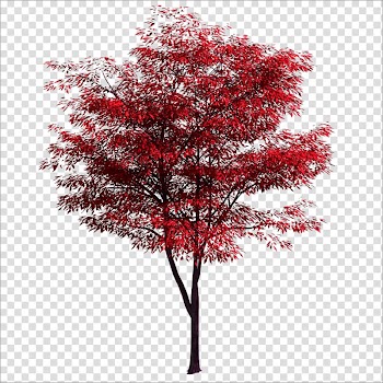 Mangrove transparent background PNG clipart