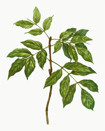 Manna ash branch | Free stock vector - 568605