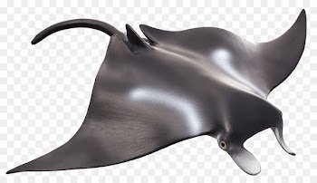 Manta ray Animal Batoidea Chondrichthyes Marine mammal - idly 