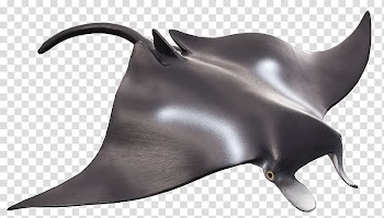 Manta ray Animal Batoidea Chondrichthyes Marine mammal, idly transparent background PNG clipart