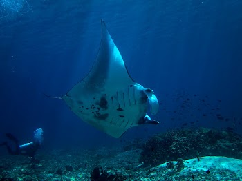 Manta ray swimming freely. Original | Free Photo - rawpixel
