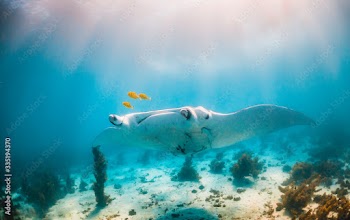Manta Ray Swimming in the Wild in Clear Turquoise Water