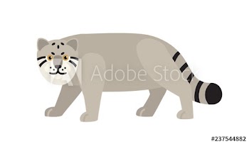 Manul or Pallas s cat isolated on white background