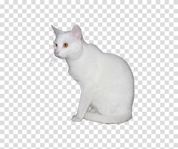 Manx cat European shorthair Japanese Bobtail Burmilla Kitten, Cute white kitten transparent background PNG clipart