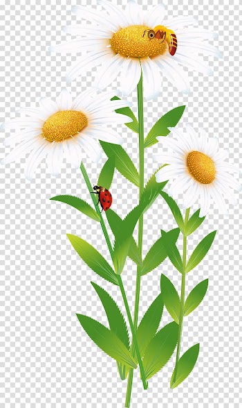 Manzanilla Animation Drawing Common daisy, Animation transparent background PNG clipart