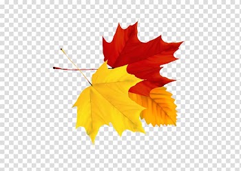 Maple autumn leaves painted element transparent background PNG clipart
