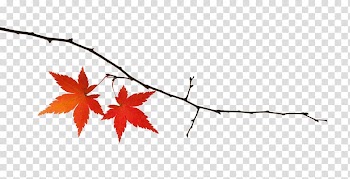 Maple branches transparent background PNG clipart