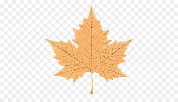 Maple leaf
