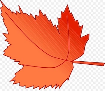 Maple leaf