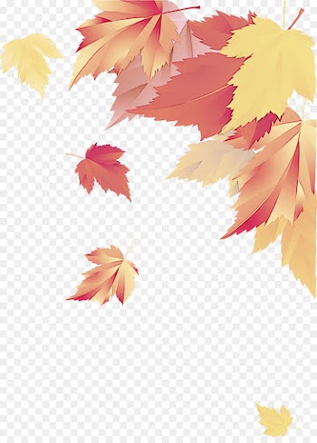 Maple leaf