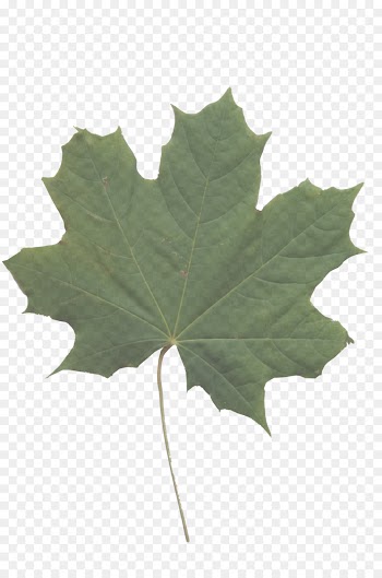 Maple leaf