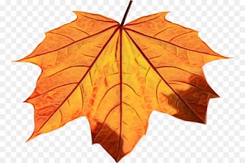 Maple leaf